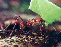 Ants Pest Control