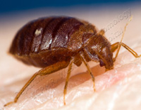 Bed Bug Pest Control