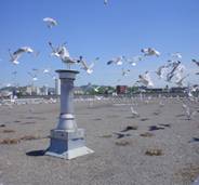 Bird Pest Control Services