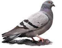 Bird-Pest-Control