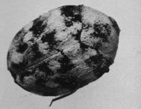 Carpet Beetle Pest Control