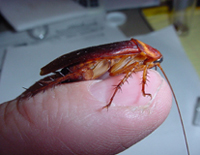 Cockroach Pest Control