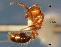 Fire Ant Pest Control
