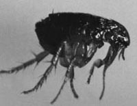 Flea Pest Control