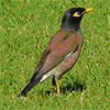 Indian Mynah