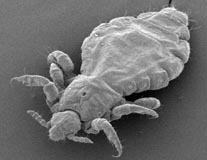 Lice Pest Control