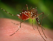 Mosquito Pest Control