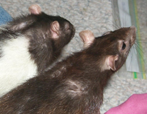 Rodent Control
