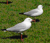 Sea Gull