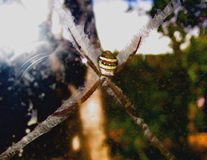 Spider Control