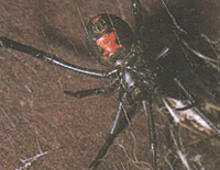 Spider Pest Control
