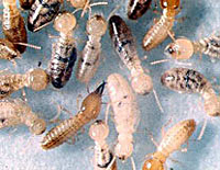 Termite Pest Control