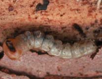 Wood Borer Pest Control